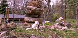 À faire en famille: redécouvrir notre Québec au Zoo Ecomuseum